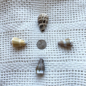 May include: Four seashells arranged in a cross shape on a white crocheted surface. A US quarter is in the center of the cross.