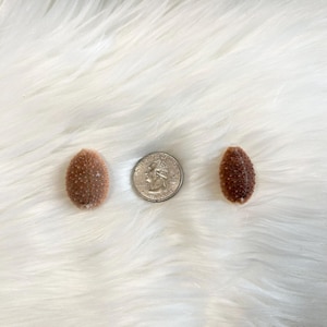 May include: Two small, oval-shaped, brown sea urchin shells with white speckles are displayed on a white, fluffy surface. A US quarter coin is placed between the shells for size comparison. The shells have a textured surface.