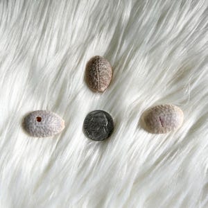 May include: Four small objects are arranged on a white, fluffy surface. There are three seashells in shades of beige and brown, and a silver coin. One shell has a hole, and another has a dark line.