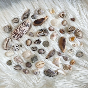 May include: A collection of various seashells in different shapes, sizes, and colors, including white, brown, and tan. The shells are scattered on a white, fluffy surface, creating a natural, beachy aesthetic.