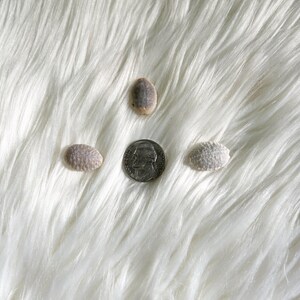 May include: Four small seashells and a silver coin are arranged on a white, fluffy surface. The seashells vary in shape and color, with shades of beige and white. The coin is a US nickel, showing a profile of a man.