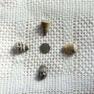 Peut inclure: Quatre coquillages, deux bruns, un noir et blanc et un blanc avec des rayures brunes, disposés en cercle sur une surface en crochet blanc. Une pièce d'argent avec le profil d'une femme est au centre.