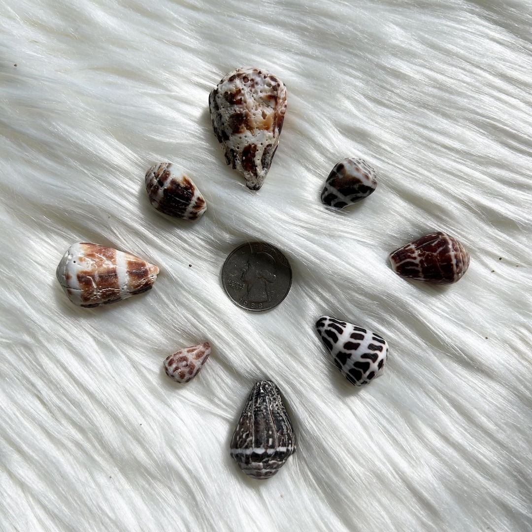 Hawaiian Hawai’i Hebrew Cone Shell Chaldean One Shell Seashells Lot of ...