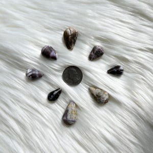 May include: An assortment of seashells in various shapes and colors, including white, brown, and purple, arranged around a quarter coin. The shells are on a fluffy white surface.