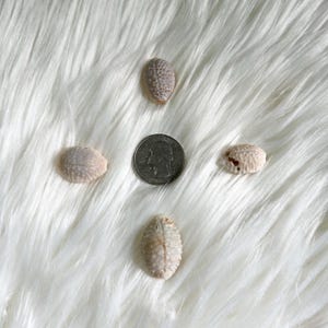 May include: Four small, cream-colored seashells arranged around a US quarter coin on a white, fluffy surface. The shells have textured surfaces and varying patterns. The quarter coin is silver and features a profile.