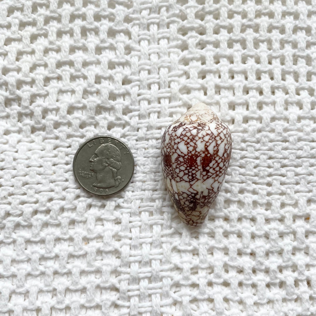 Hawaiian Hawai’i Hawaiian Penniform Cone Shell Jewelry Making Supplies ...