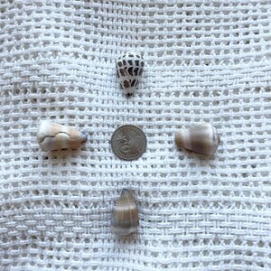 May include: Four seashells and a US quarter on a white crocheted surface. The seashells are various shades of brown and white.
