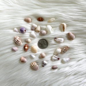 May include: A collection of various seashells in shades of white, tan, brown, and purple, arranged on a fluffy white surface. A US quarter is included for size reference. The shells vary in size and shape, showcasing natural textures.
