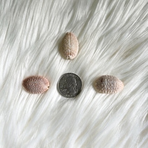 May include: Three seashells in shades of beige and pink are arranged with a quarter on a white, fluffy surface. The shells vary in shape, with one elongated and two oval, showcasing natural textures and colors.