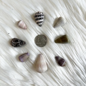 May include: An assortment of seashells in various shapes, sizes, and colors, including white, brown, and purple, arranged around a quarter. The shells are set against a white, textured background.