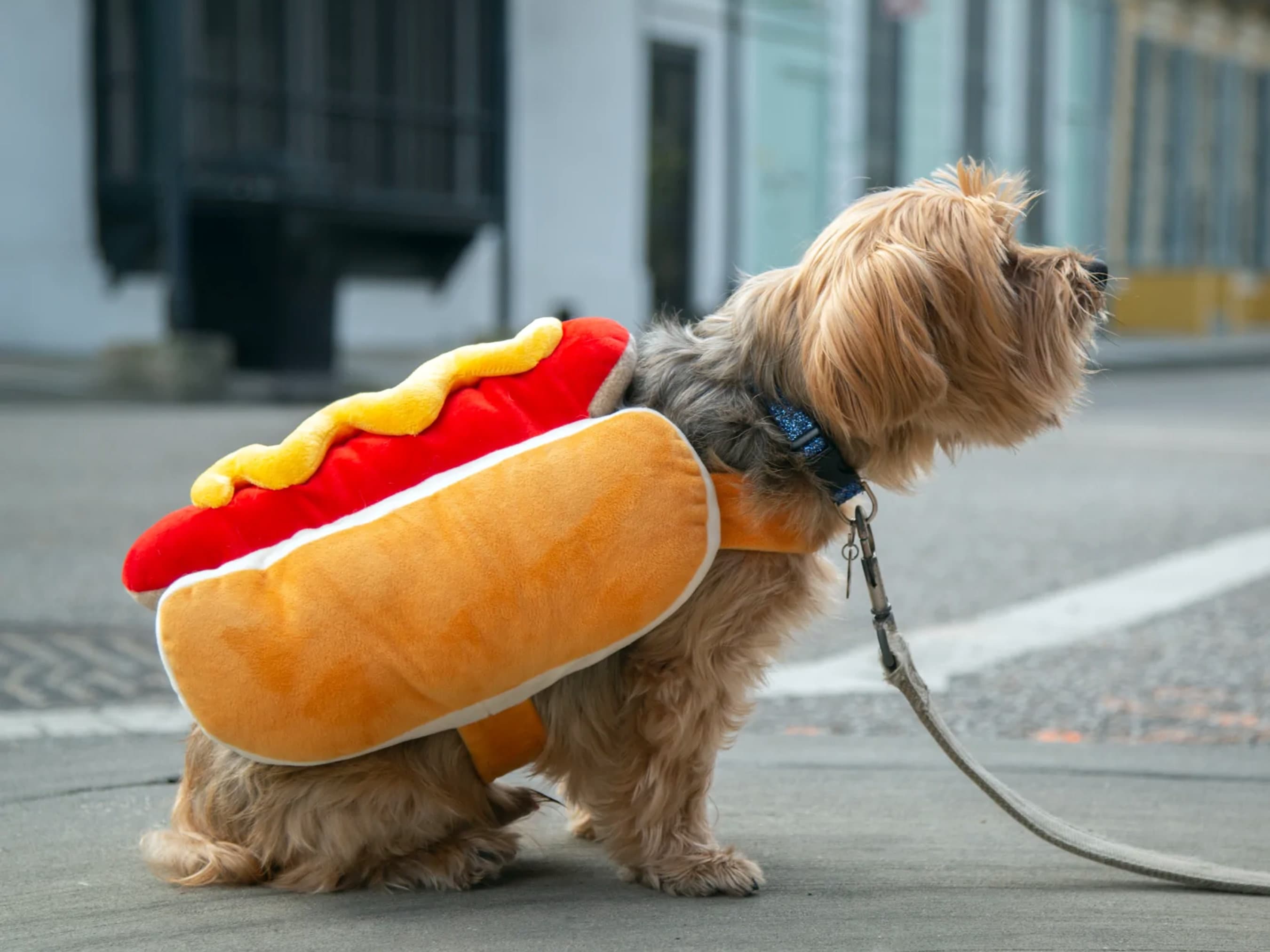 Adult Hot Dog Costume - Discount Party World