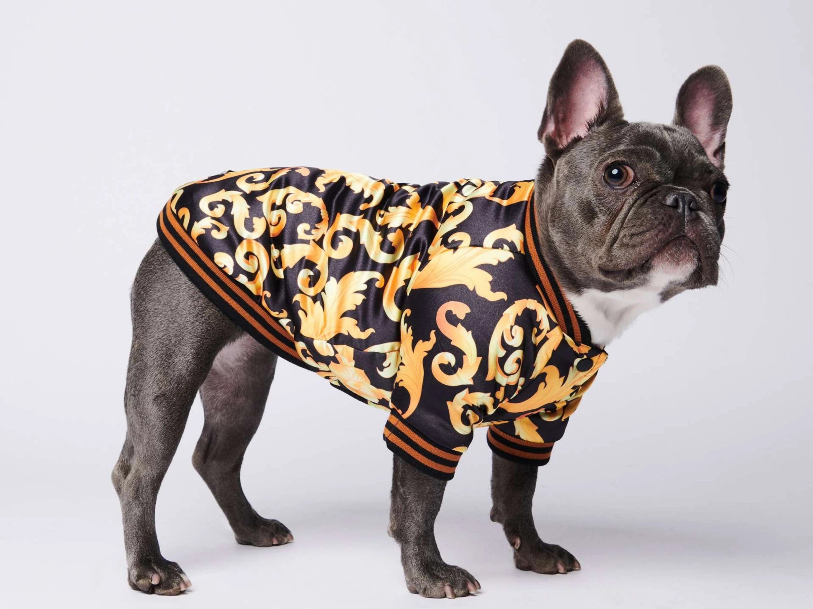 Luis Pawtton Designer Dog Hoodie Fancy Dog Hoodie Bougie 