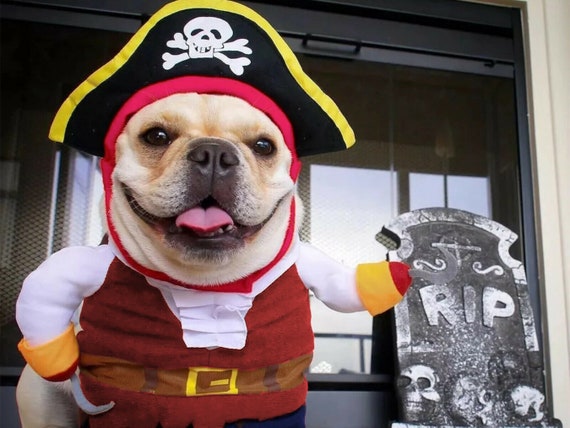 dog halloween costume pirate