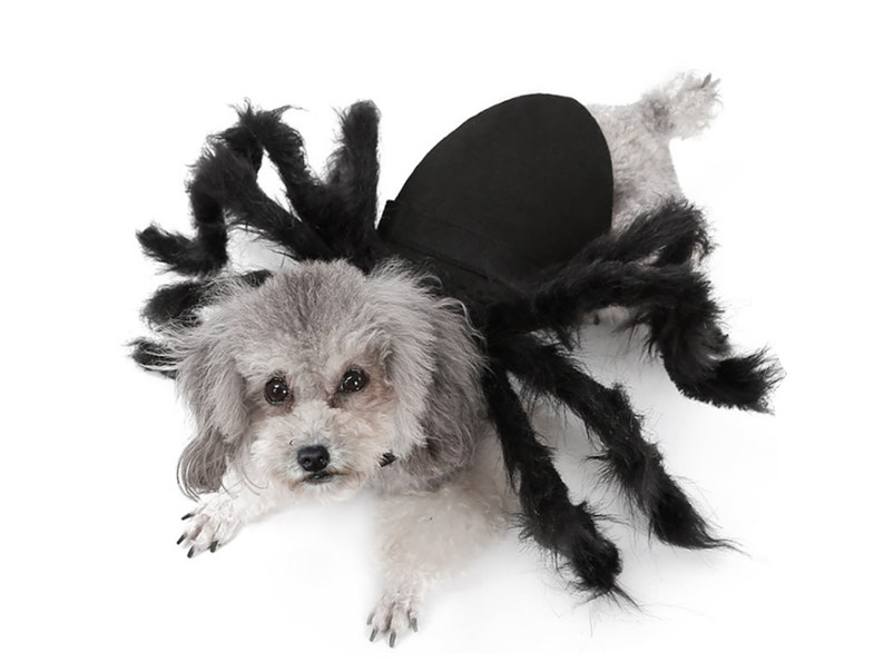 Dog halloween costume Spider dog costume dog clothes image 1