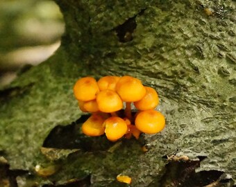 Orange Mushroom JPEG