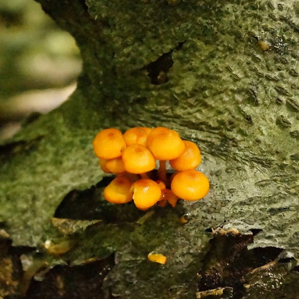 Orange Mushroom JPEG
