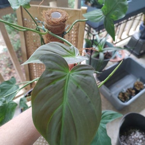 Philodendron Camposportoanum 6&quot; new growth