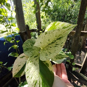 Snow Queen pothos