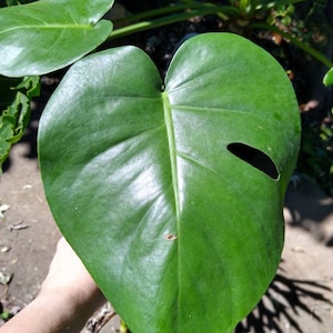 Monstera Deliciosa