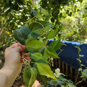 Philodendron Brazil rooted cutting in sphagnum