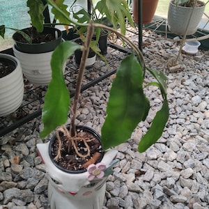 Queen of the night Epiphyllum oxypetalum night blooming cereus