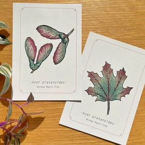 Cartoline botaniche A6 di albero di acero / Set di 2 / Vintage e autunnali / Ecologiche