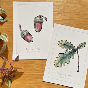Cartoline botaniche A6 di quercia / Set di 2 / Vintage e autunnali / Ecologiche