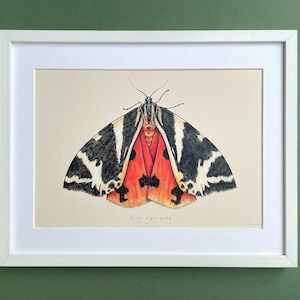 Jersey Tiger Moth Illustration Art Print | Home Decor | Wall Art | A4 Poster | Eco-friendly