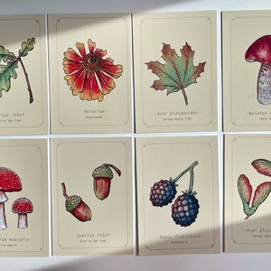 Lot de 8 cartes postales A6 Woodland | Champignons et botanique | Respectueux de l'environnement