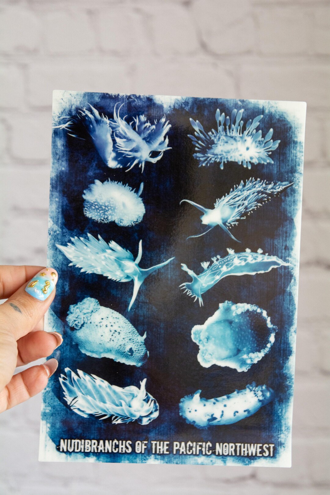 XL Glow in the Dark Vinyl Nudibranch Stickers, Pacific Northwest ...