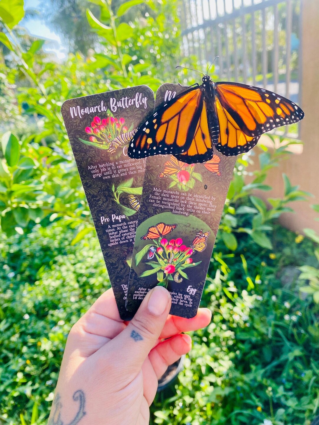 Monarch Lifecycle Boomark, Monarch Science, Science Bookmark ...