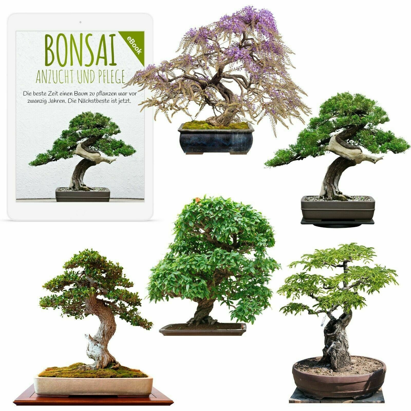 Tamarind bonsai tree - Etsy sterreich