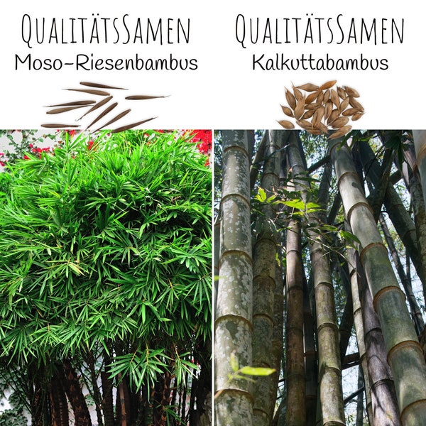 Bambus Samen mit hoher Keimrate - schnellwachsend & winterhart ideal als dekorativer Sichtschutz