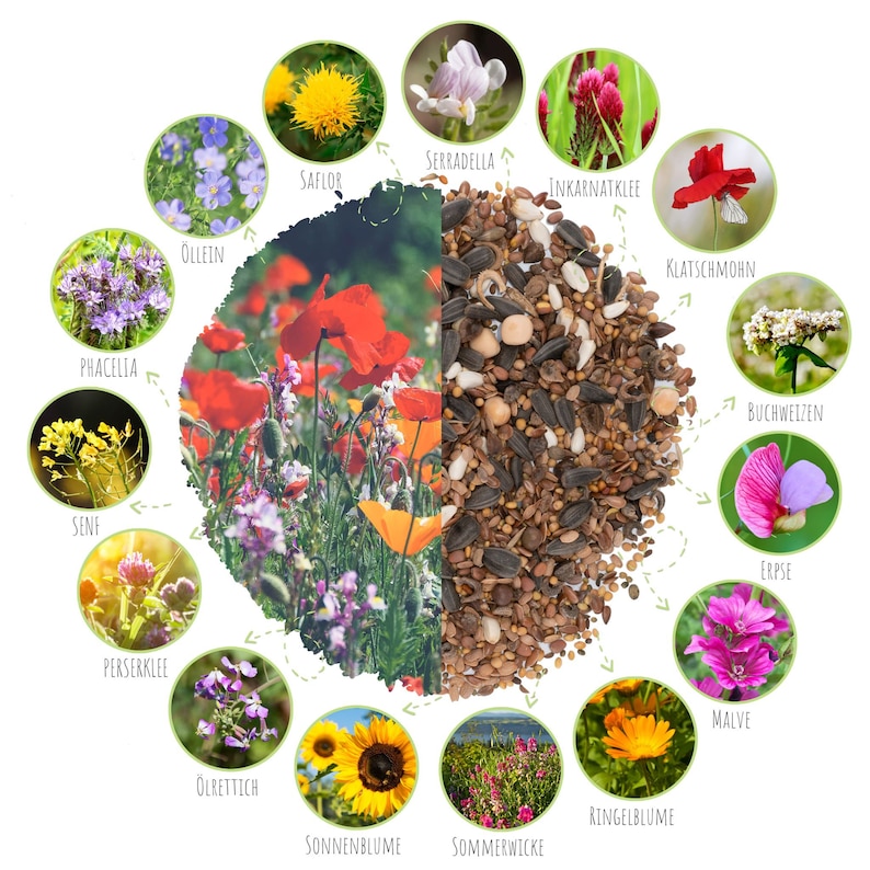 Schmetterlingswiese Samen für eine bunte Blumenwiese Farbenfrohe & nektarreiche Wildblumensamen für Schmetterlinge Bild 8