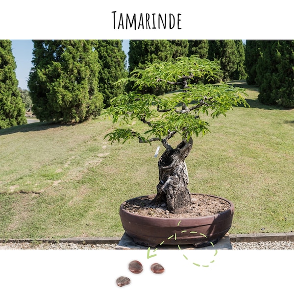 Exotic bonsai seeds with high germination rate - plant seed set for your own bonsai tree (1x tamarind)