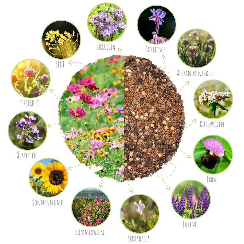 Blumenwiese Samen für eine bunte Bienenweide Farbenfrohe Wildblumensamen inkl. GRATIS eBook Bild 2