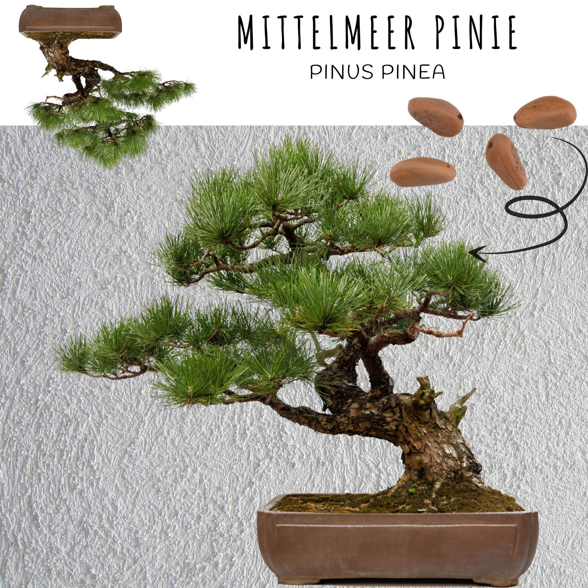 Auergewhnliche Bonsai Samen mit hoher Keimrate - Pflanzen Samen Set fr  deinen eigenen Bonsai Baum (5er Set inkl. GRATIS eBook) - Etsy.de