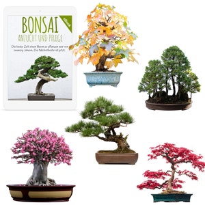 Außergewöhnliche Bonsai Samen mit hoher Keimrate - Pflanzen Samen Set für deinen eigenen Bonsai Baum (5er Set inkl. GRATIS eBook)