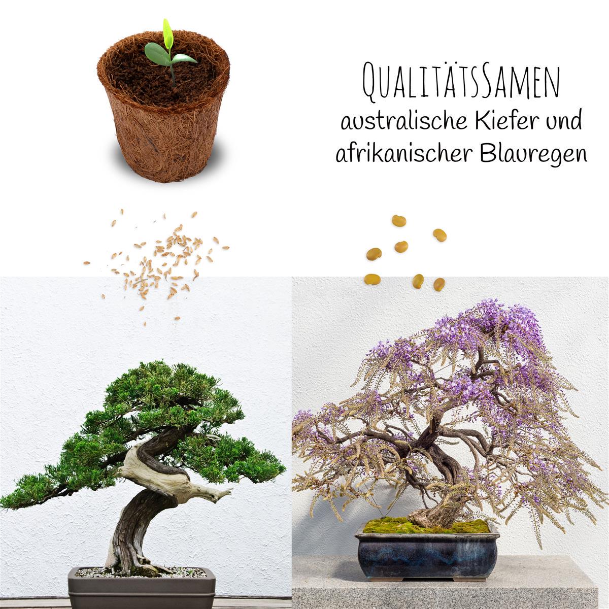 Bonsai Starter Kit Anzuchtset inkl. GRATIS eBook - Pflanzset aus  Kokostpfen, Samen & Erde (Afrikanischer Blauregen + Australische Kiefer) -  Etsy sterreich