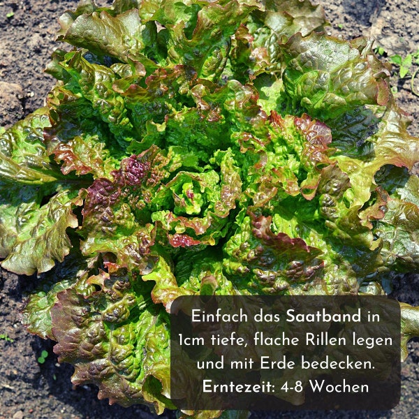 5m Saatband Salat Mix Samen (Lactuca sativa var. crispa) - Knackig, frischer Pflücksalat ideal für die Anzucht im Garten, Balkonkasten & Gem