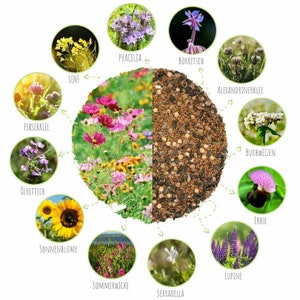 Blumenwiese Samen für eine bunte Bienenweide Farbenfrohe Wildblumensamen inkl. GRATIS eBook Bild 9