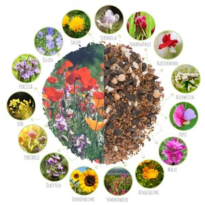 Schmetterlingswiese Samen für eine bunte Blumenwiese Farbenfrohe & nektarreiche Wildblumensamen für Schmetterlinge Bild 2