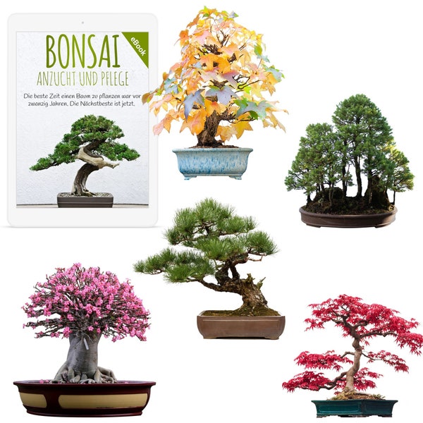 Exceptional bonsai seeds with high germination rate - plant seed set for your own bonsai tree (set of 5 including FREE eBook)