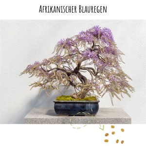 Exotische Bonsai Samen mit hoher Keimrate - Pflanzen Samen Set für deinen eigenen Bonsai Baum (1x Afrikanischer Blauregen)