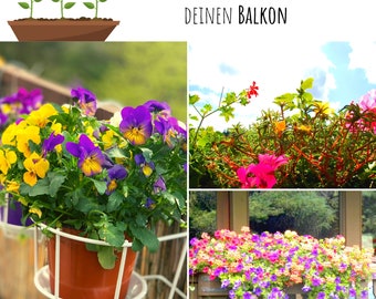 2x Saatteppich Blumensamen Balkonkasten Mischung - Farbenfrohe Blumen mit Langer Blütezeit ideal für Ihren Balkon, Garten & Blumenwiese