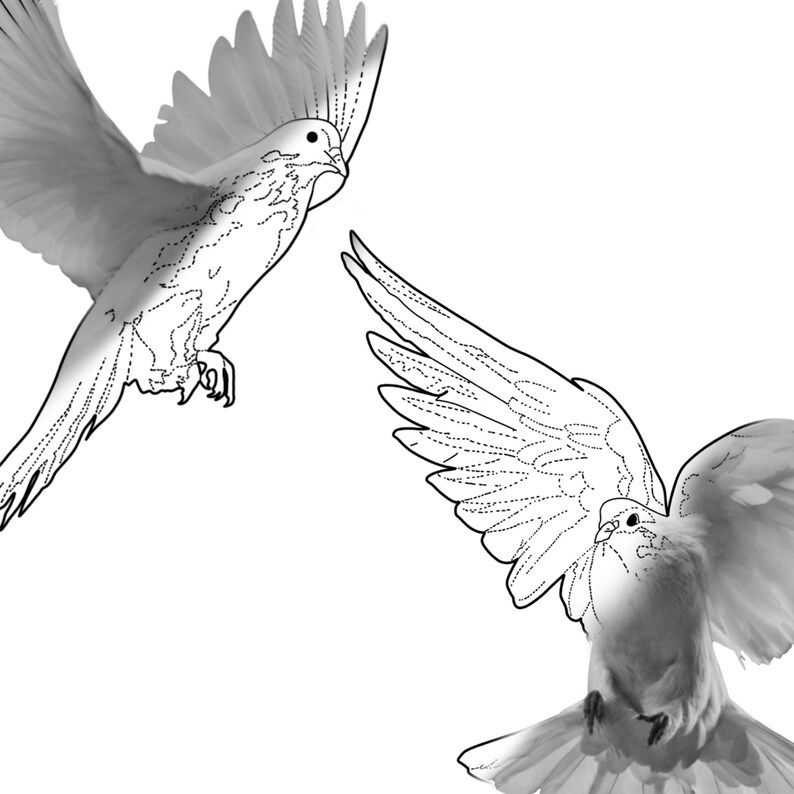 20 Realistic White Dove Tattoo Stencil Brush Set for Procreate Etsy