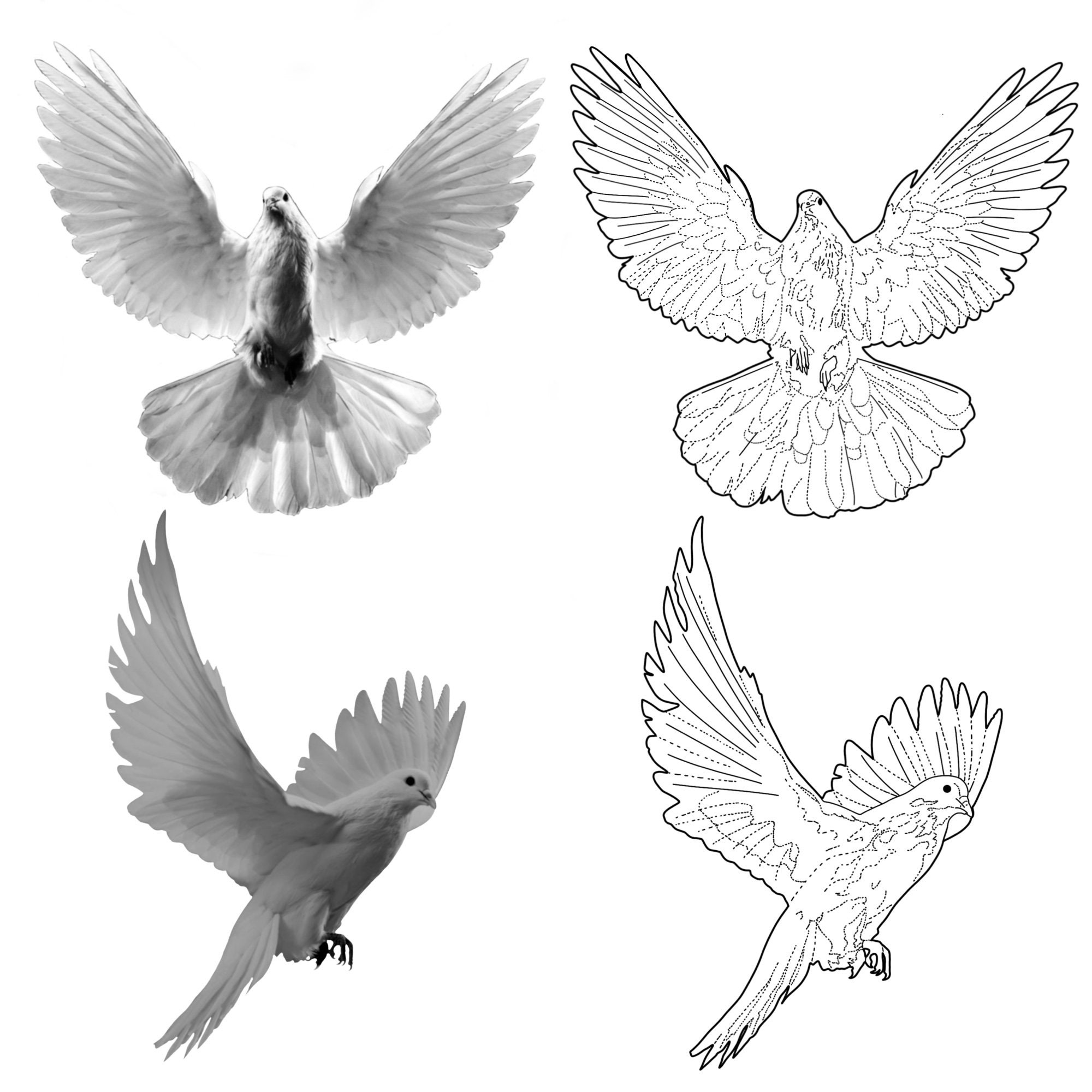 20 Realistic White Dove Tattoo Stencil Brush Set for Procreate - Etsy