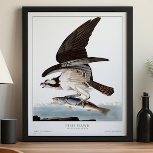 Audubon Bird Prints, Vintage Illustration, Bird wall art, Birds of America, Vintage Decor, Vintage Print, Bird poster, Fishing gift print