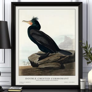Bird Poster, Audubon Bird Prints, Vintage Illustration, Bird wall art, Birds of America, Vintage Decor, Vintage Print, Unique gift idea