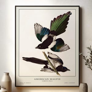 Stampa di gazza, stampe di uccelli Audubon, illustrazioni di uccelli, decorazioni murali con uccelli, uccelli d'America, decorazioni vintage, uccelli Audubon, decorazioni costiere, ornitologia